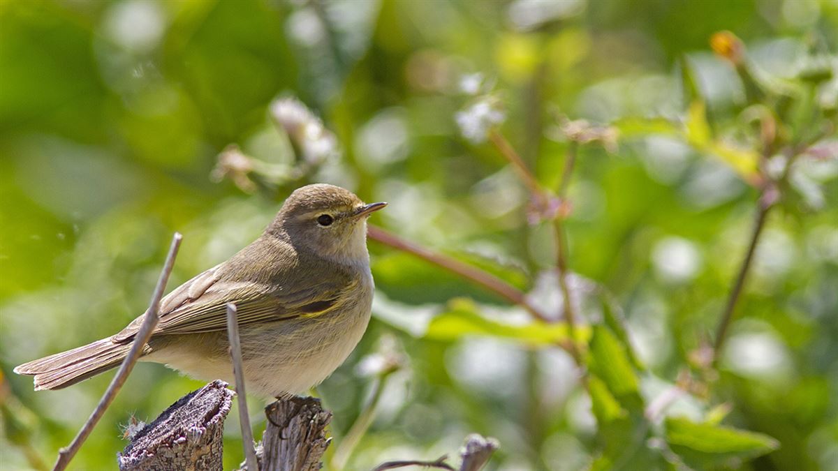 Common Chiffchaff