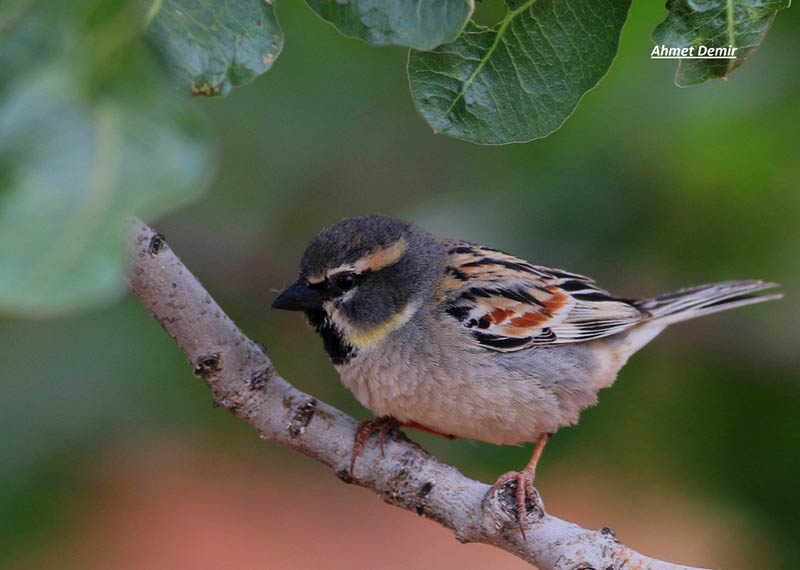 Dead Sea Sparrow