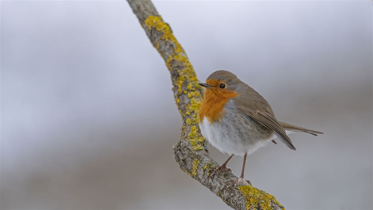 European Robin