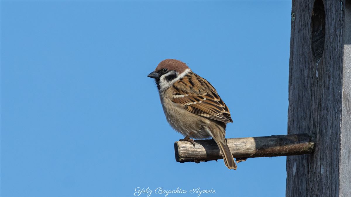 Eurasian Tree Sparrow