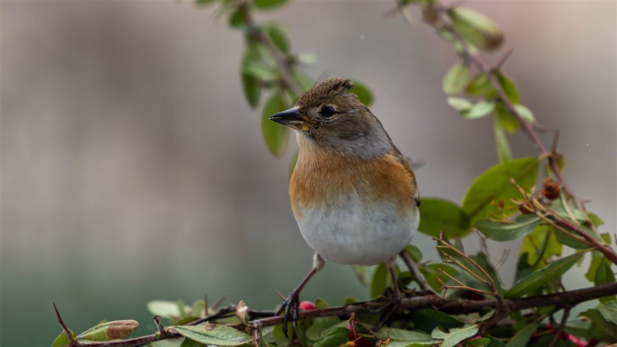 Brambling