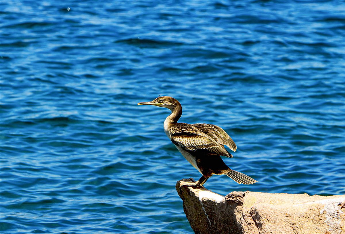 European Shag