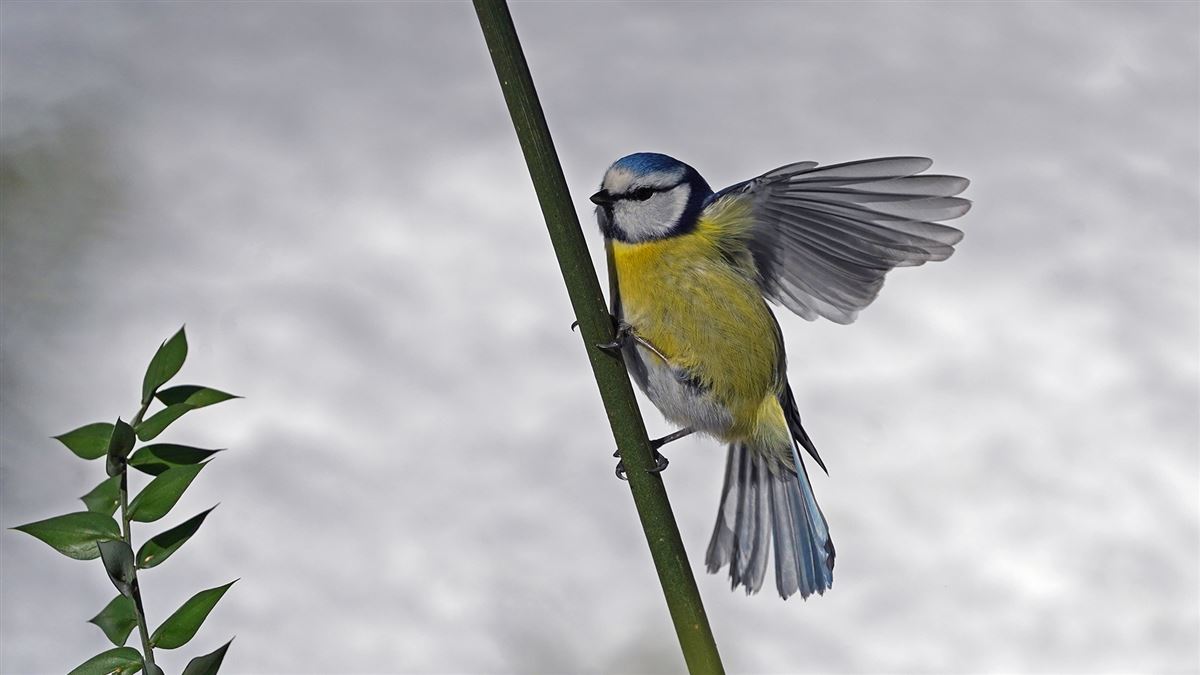 Eurasian Blue Tit