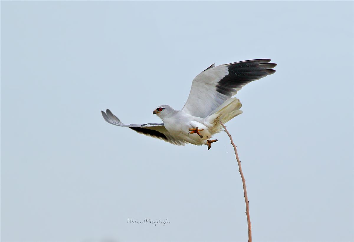 Black-winged Kite