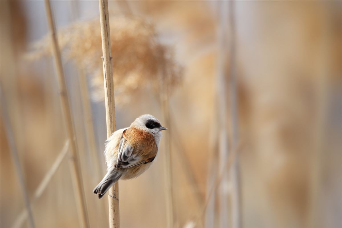 Eurasian Penduline Tit