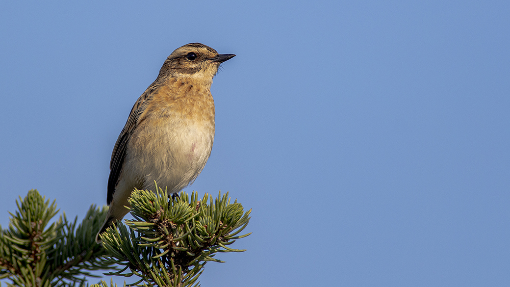 Whinchat
