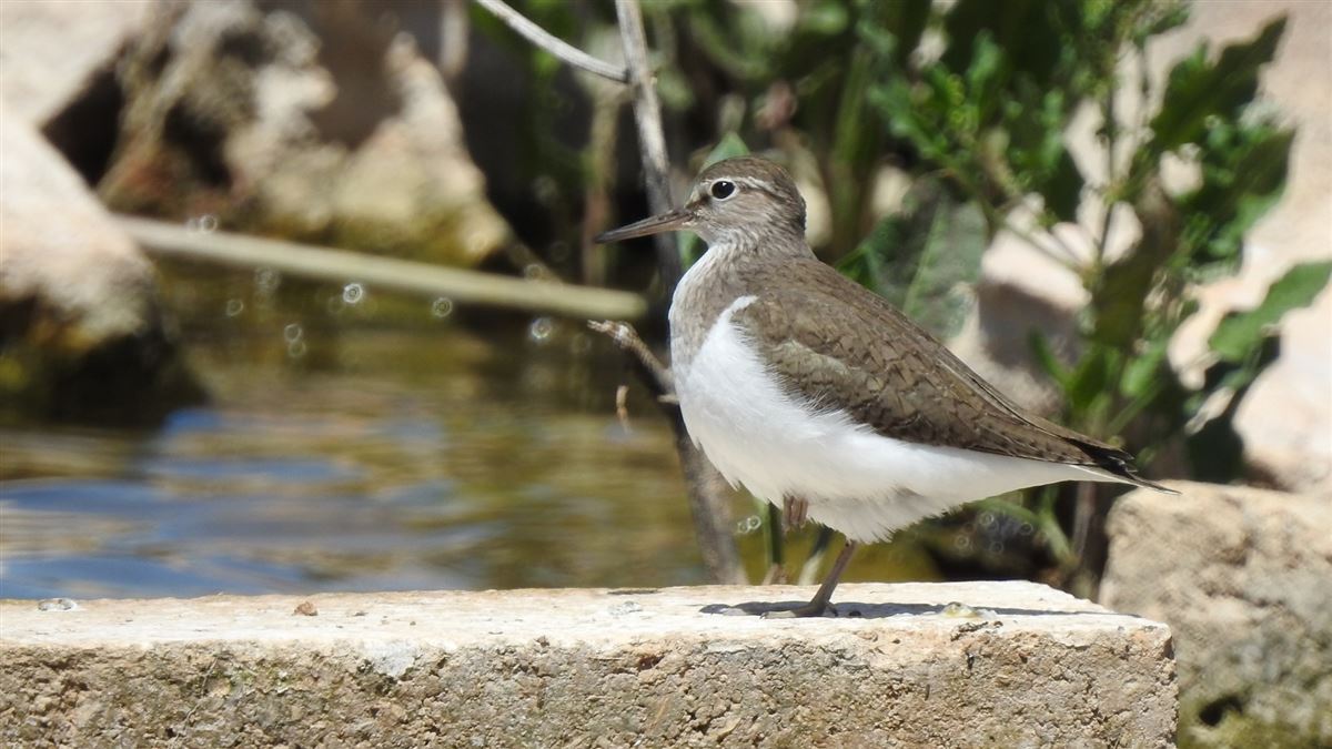 Common Sandpiper