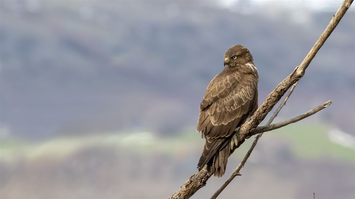 Common Buzzard