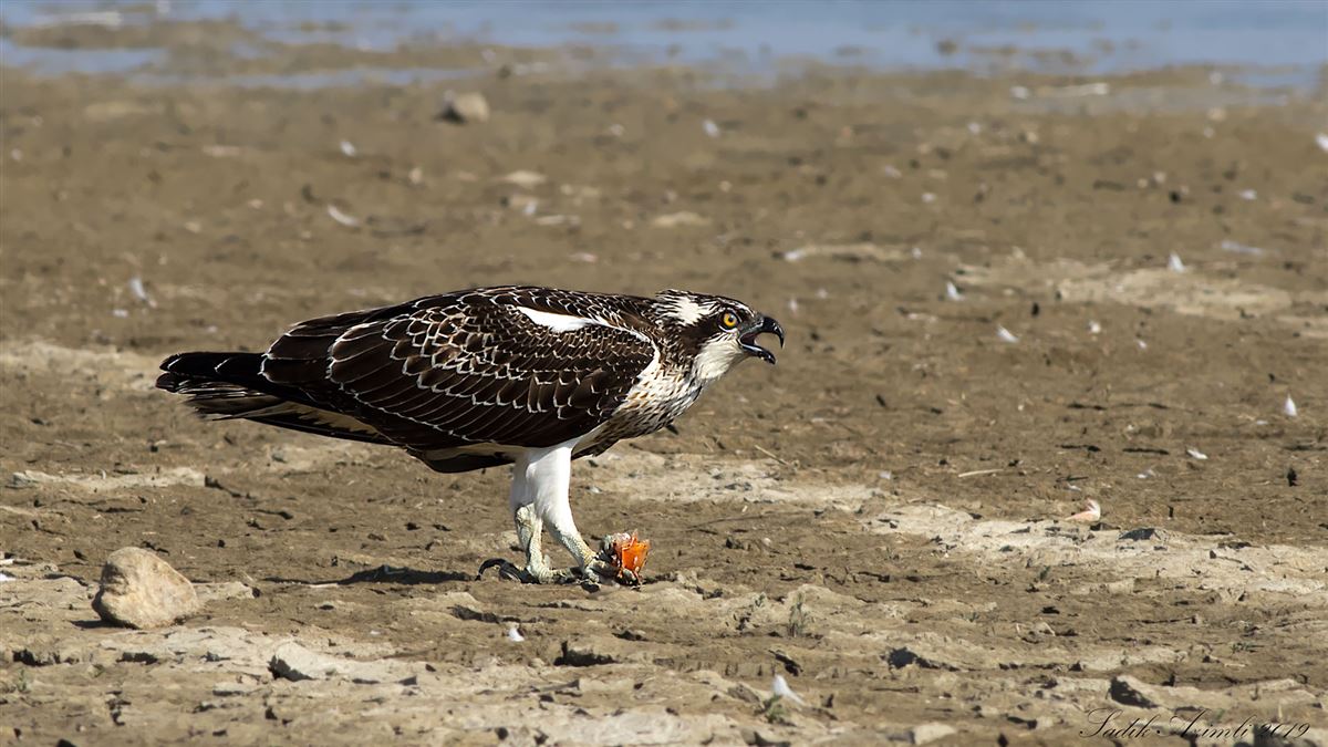 Osprey