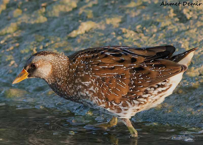 Spotted Crake