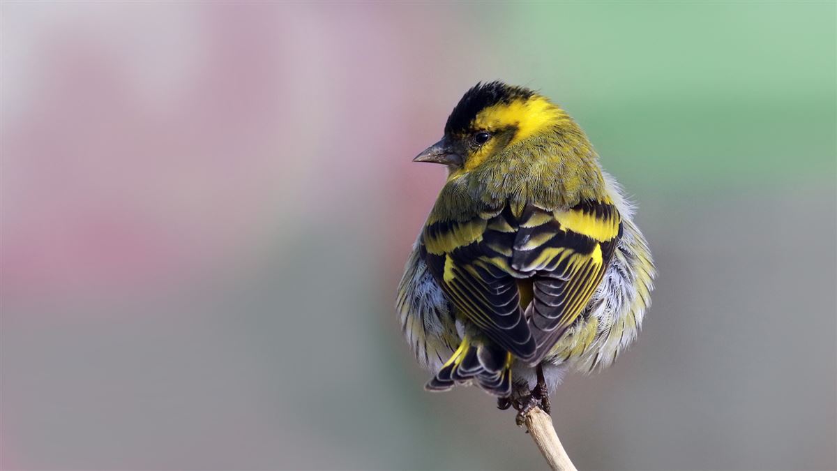Eurasian Siskin
