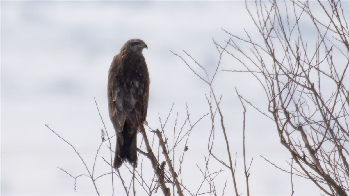 Black Kite