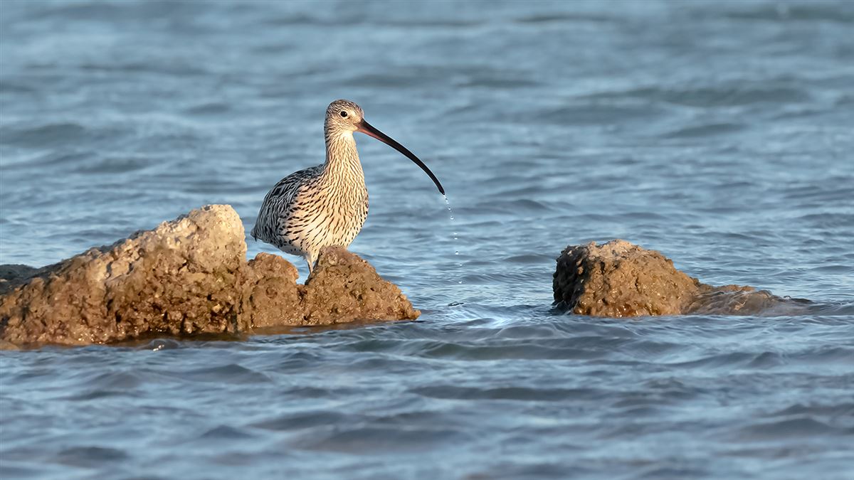 Eurasian Curlew