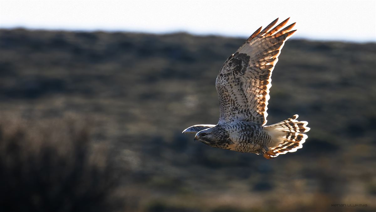 Rough-legged Buzzard