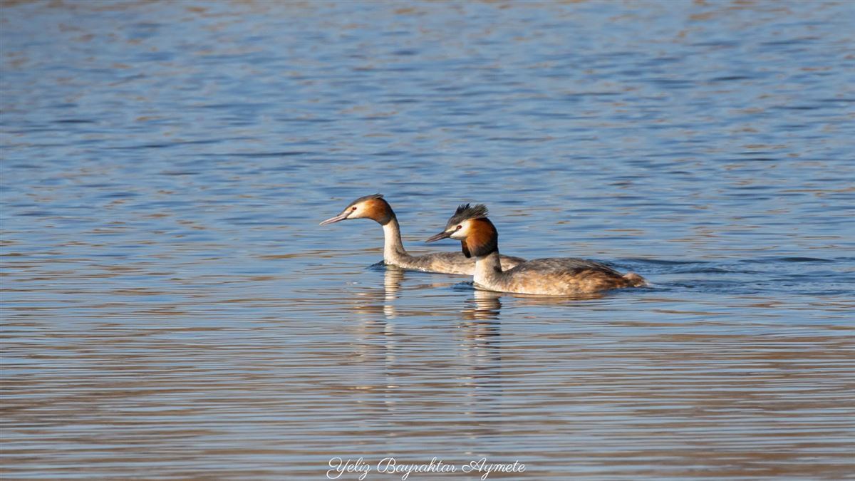 Great Crested Grebe