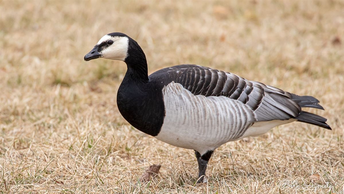Barnacle Goose
