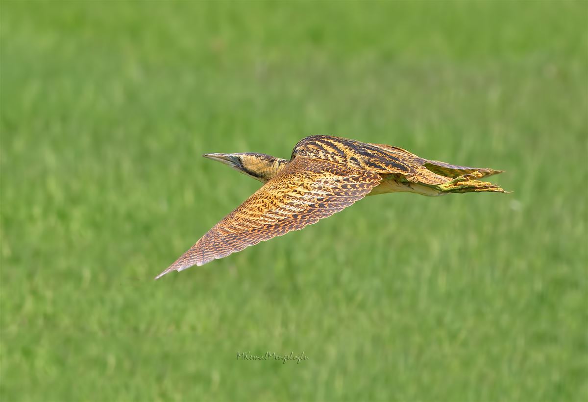 Eurasian Bittern