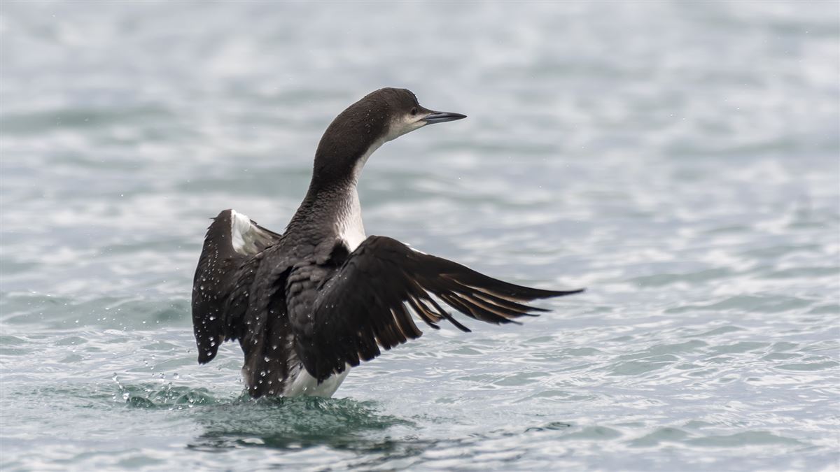 Black-throated Loon