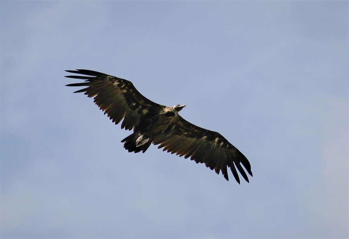 Cinereous Vulture