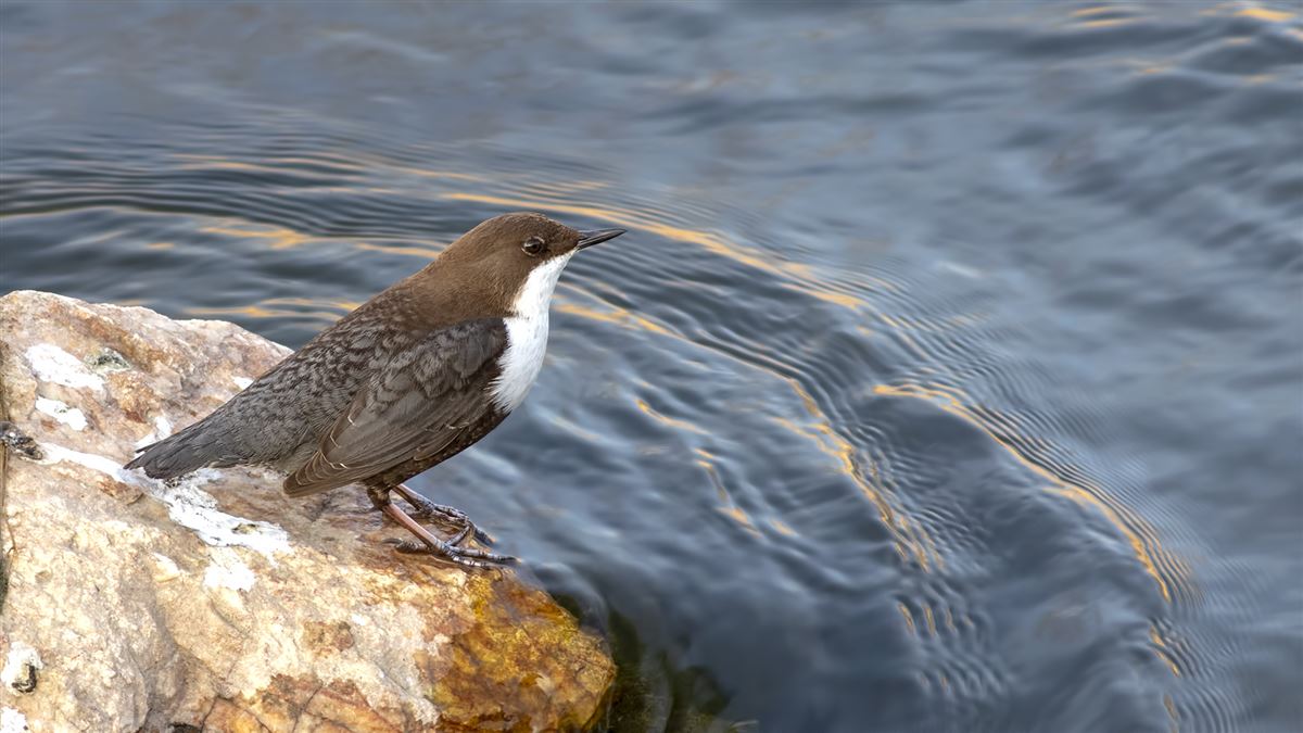 White-throated Dipper