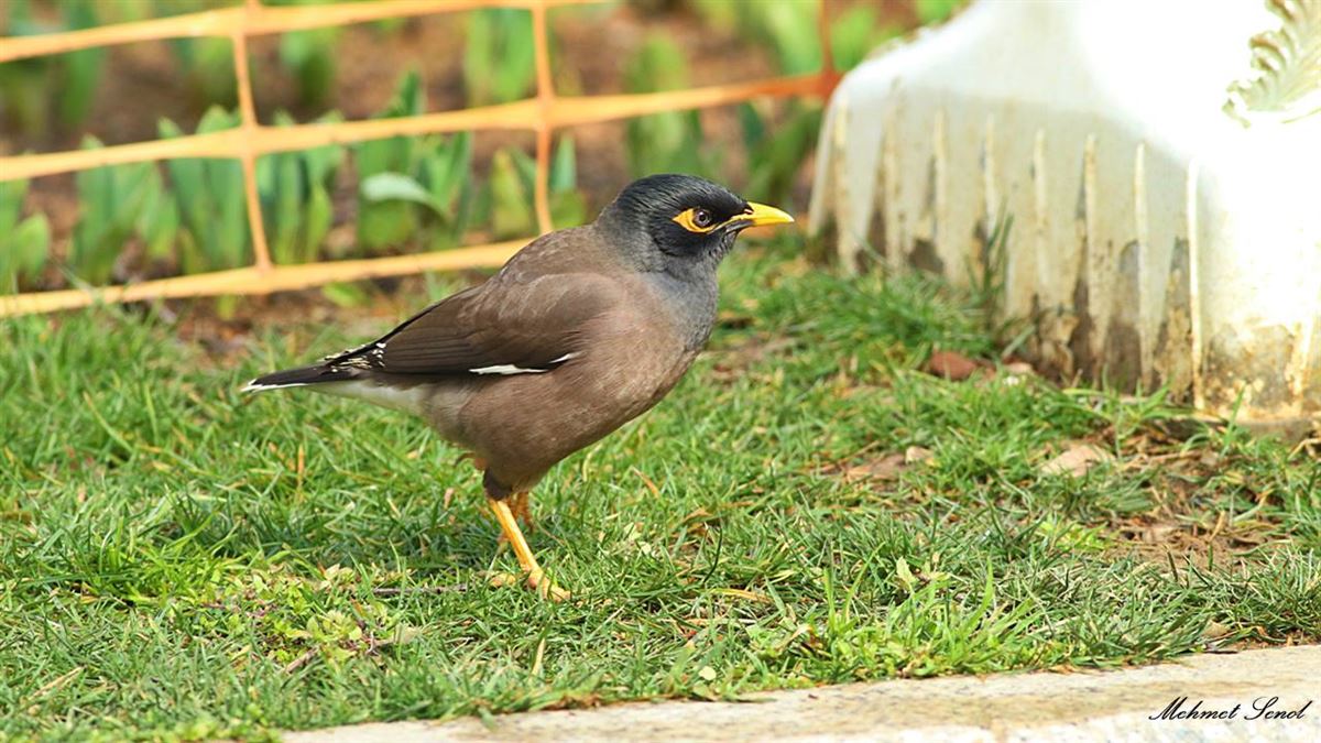 Common Myna