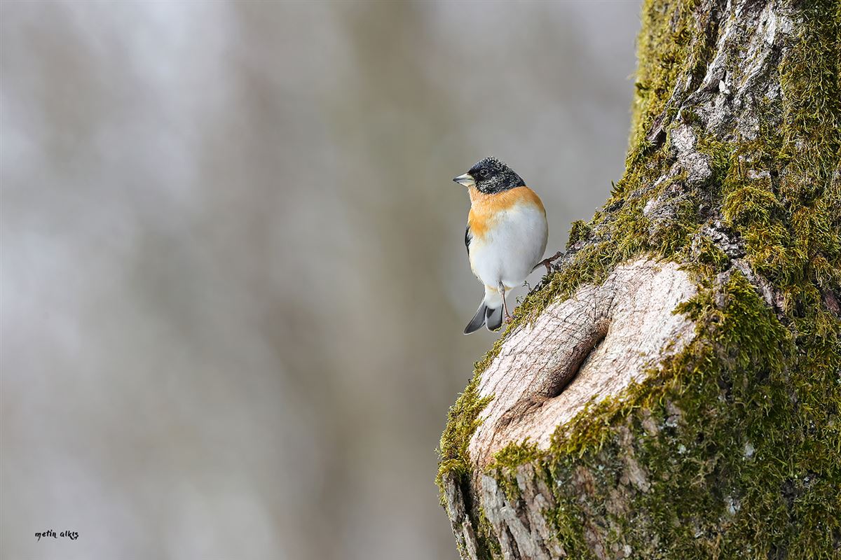 Brambling