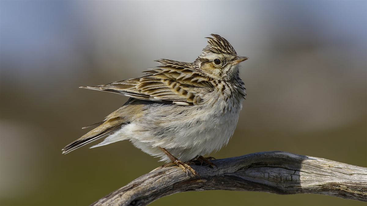 Woodlark