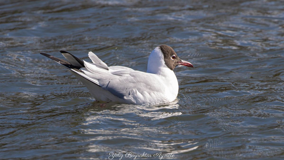 Black-headed Gull