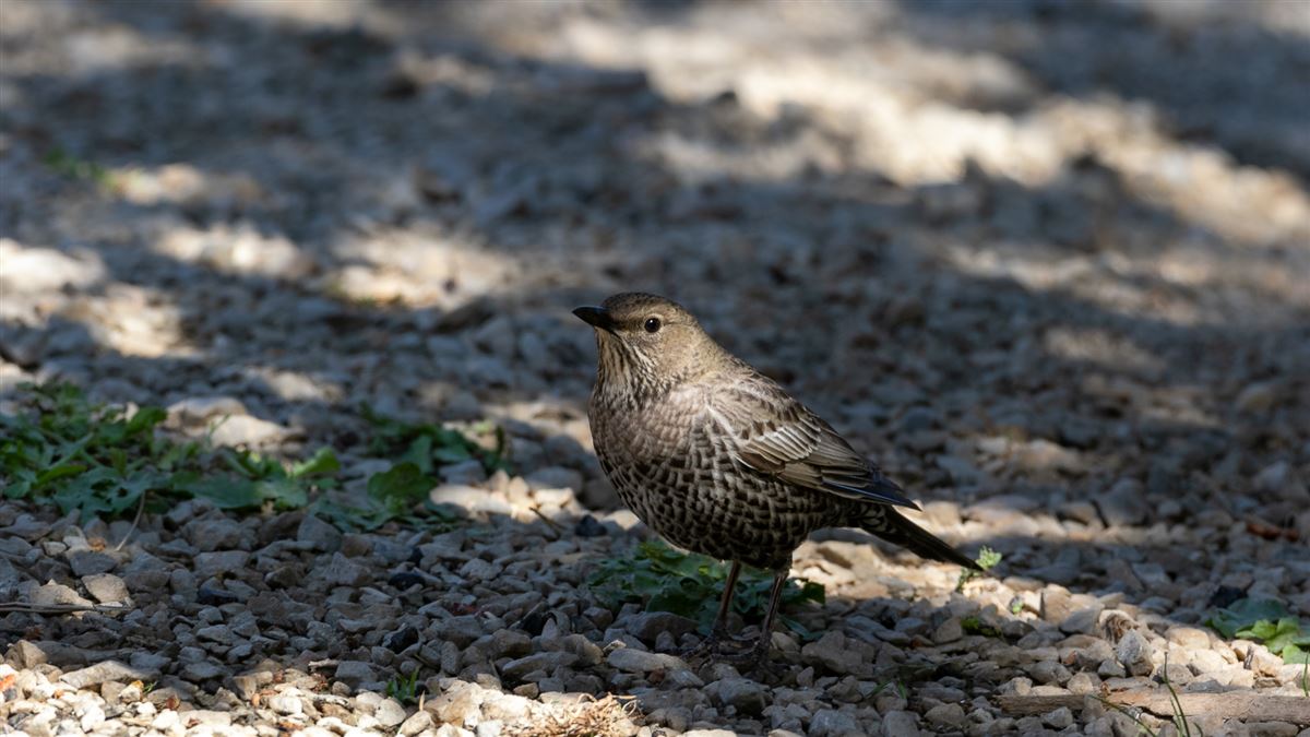 Ring Ouzel