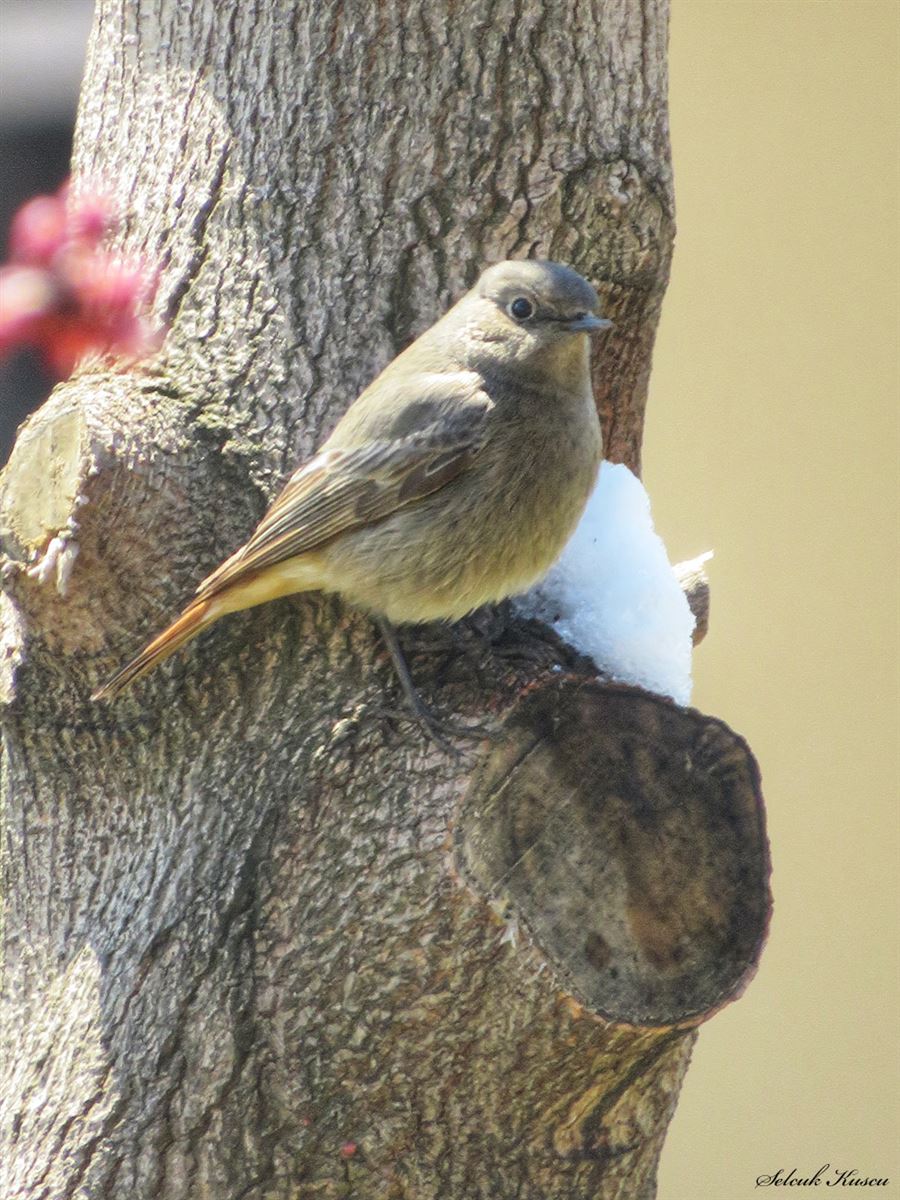 Black Redstart