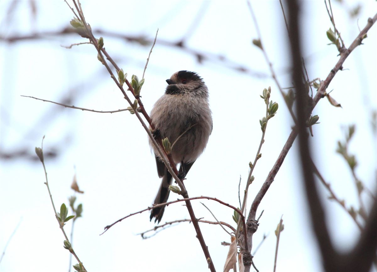 Long-tailed Tit