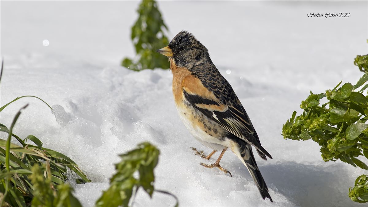 Brambling