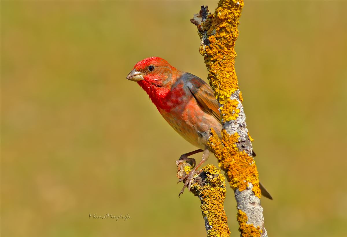 Common Rosefinch