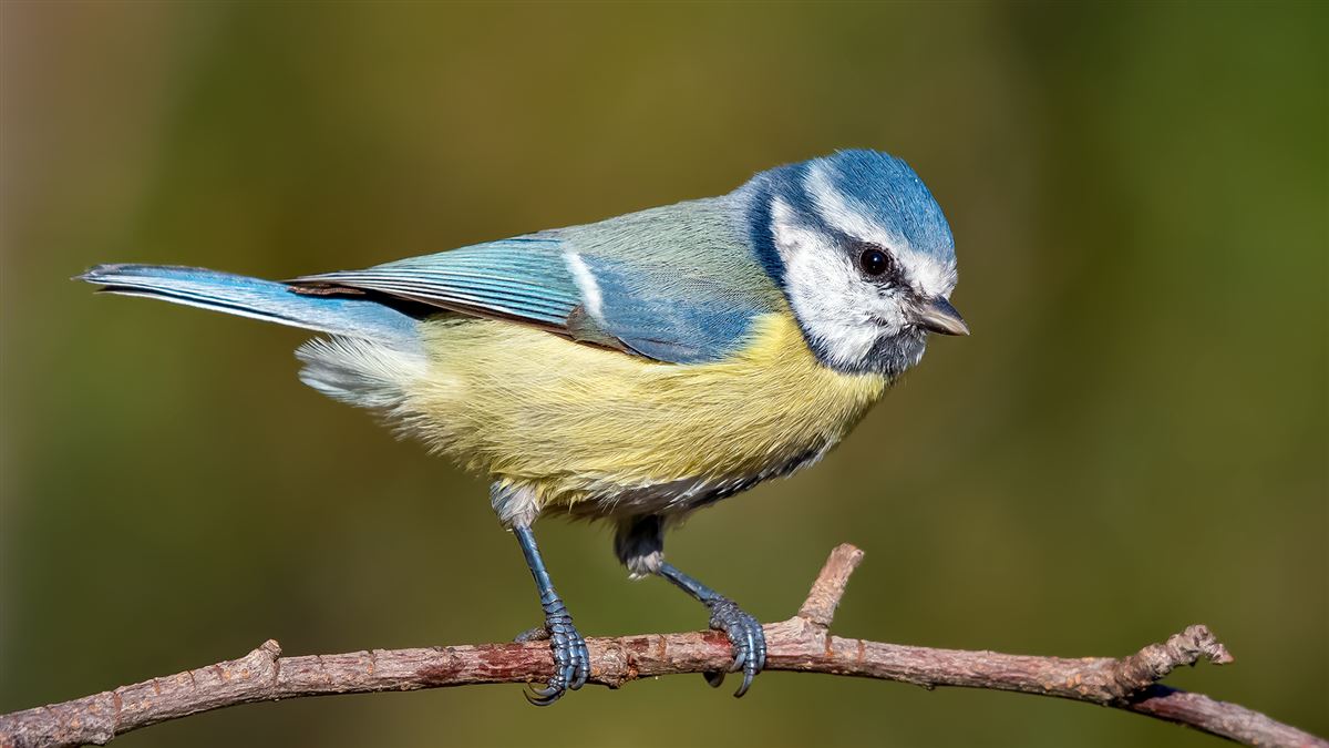 Eurasian Blue Tit