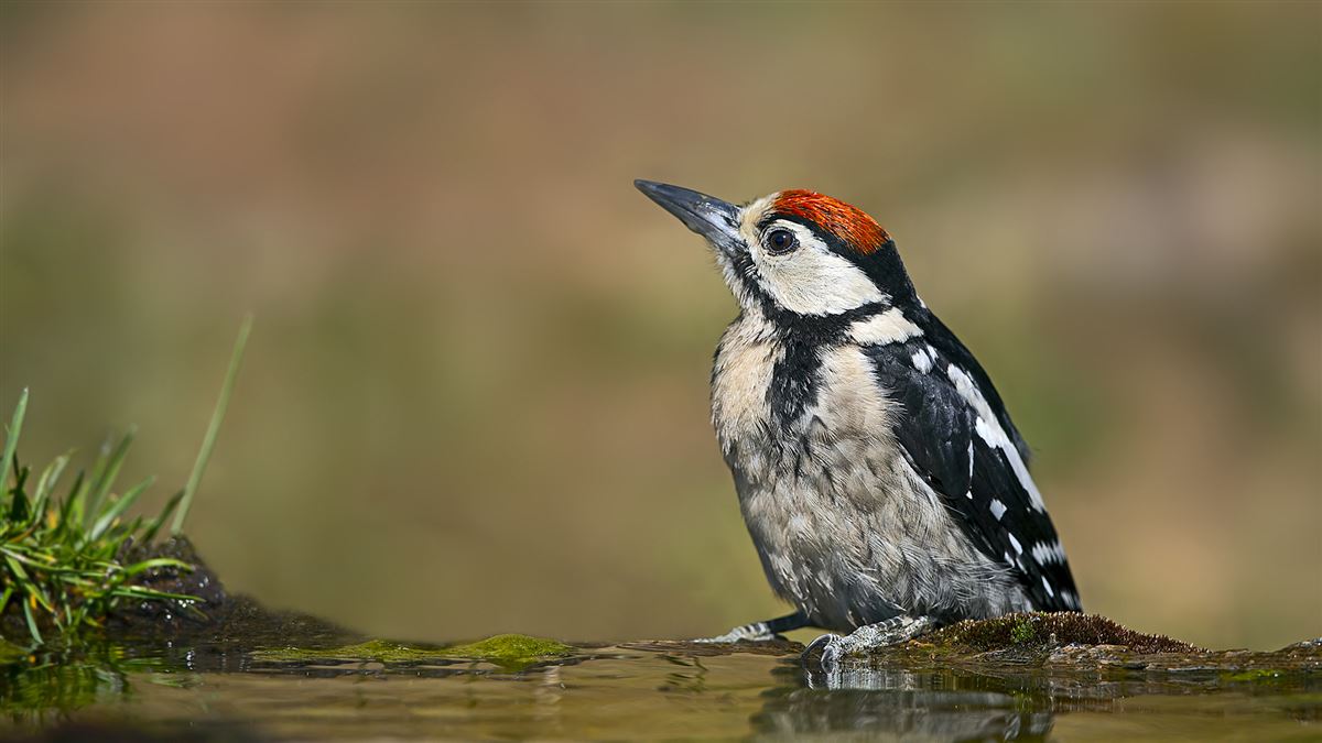 Great Spotted Woodpecker