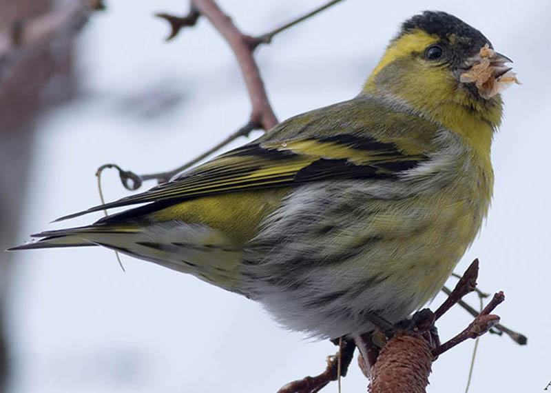 Eurasian Siskin