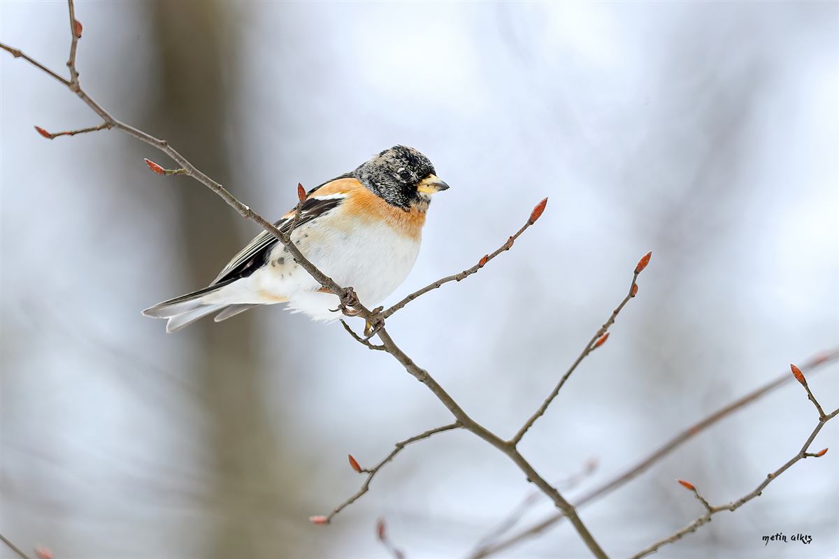 Brambling