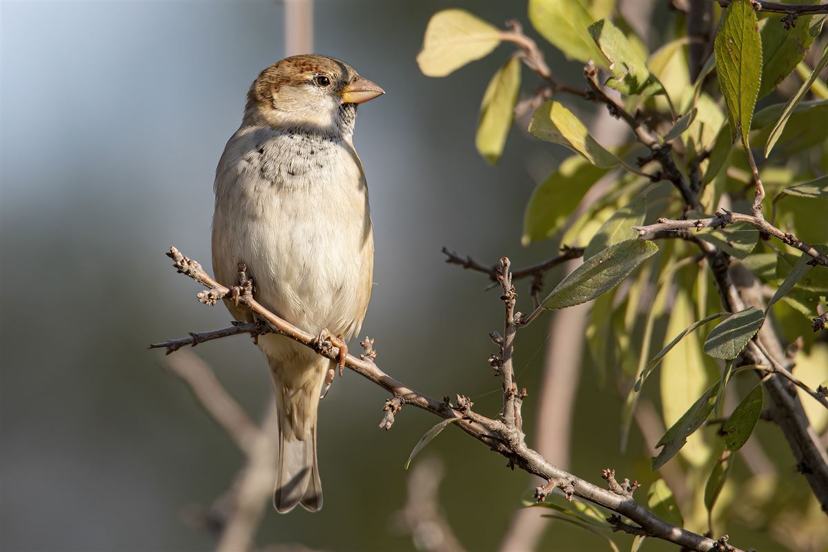 House Sparrow