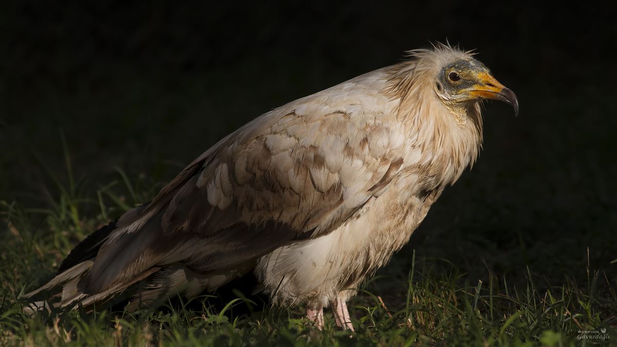 Egyptian Vulture