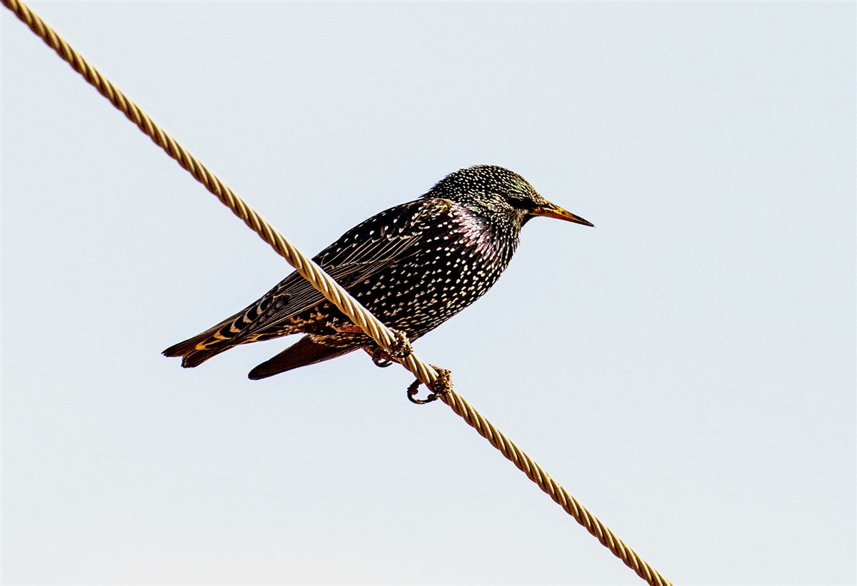 Common Starling