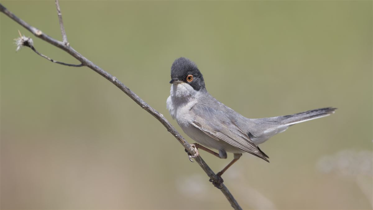 Menetries`s Warbler