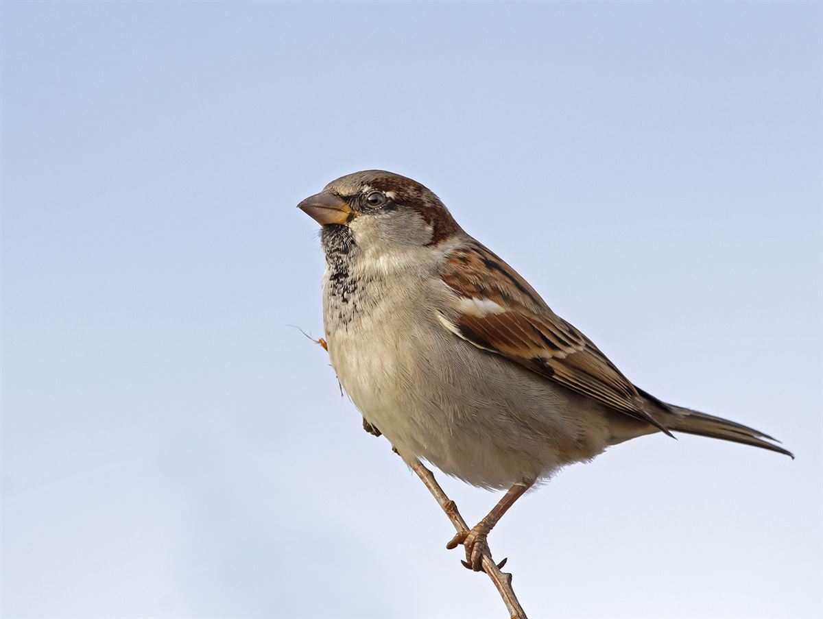 House Sparrow