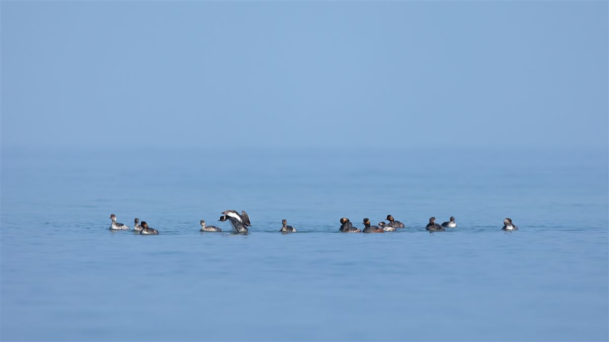 Black-necked Grebe