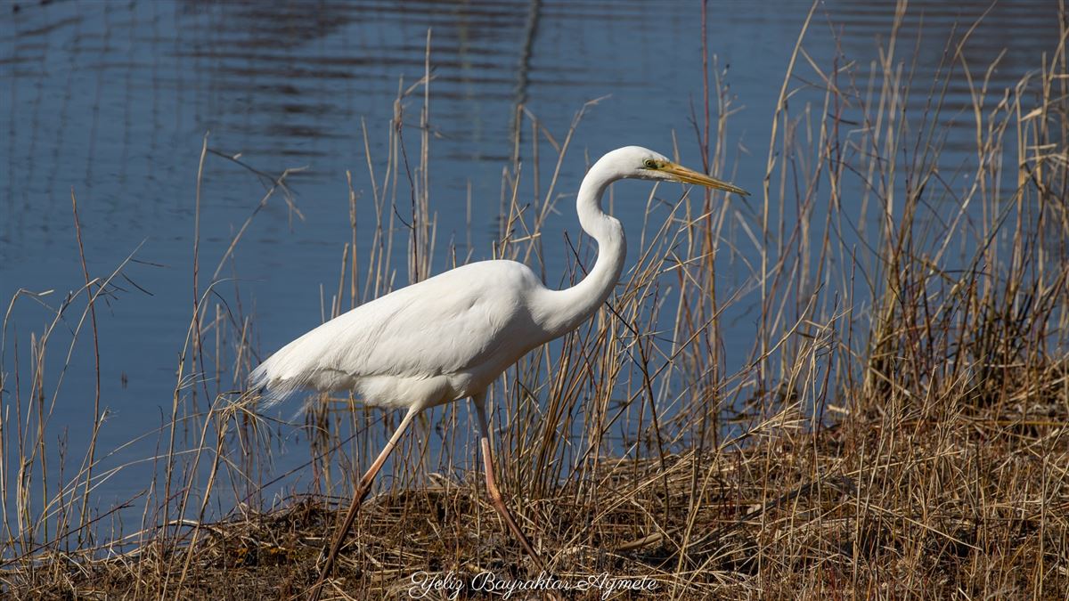 Great Egret