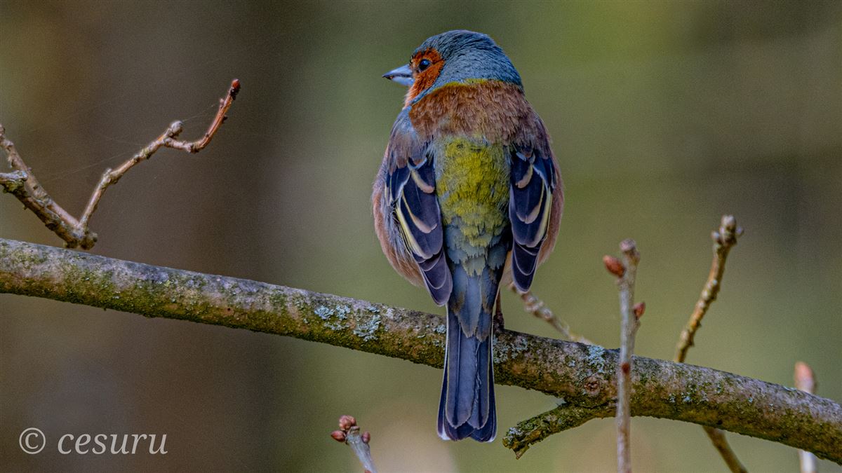 Eurasian Chaffinch