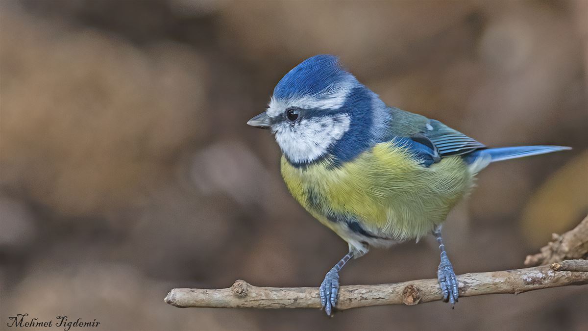 Eurasian Blue Tit