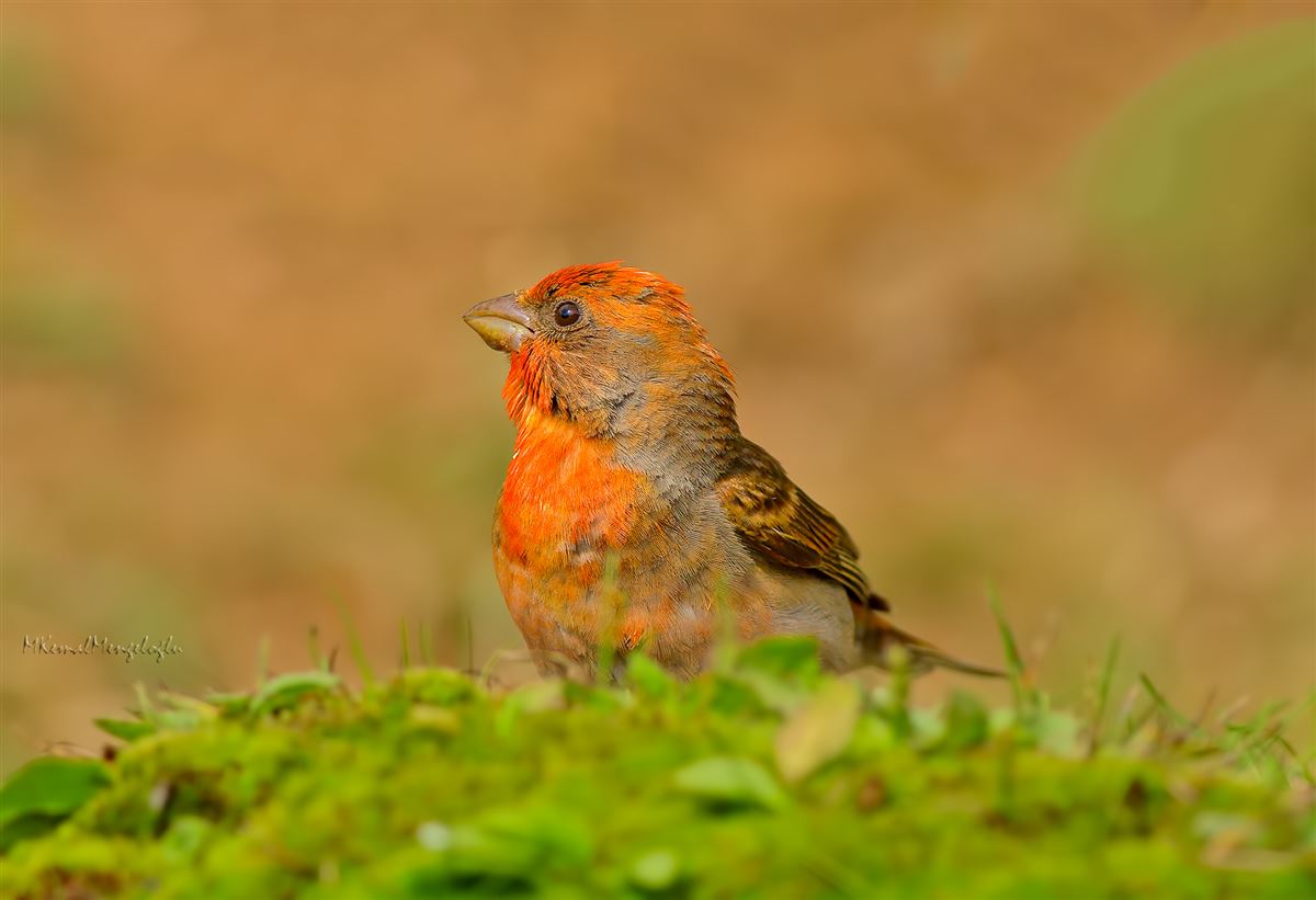Common Rosefinch