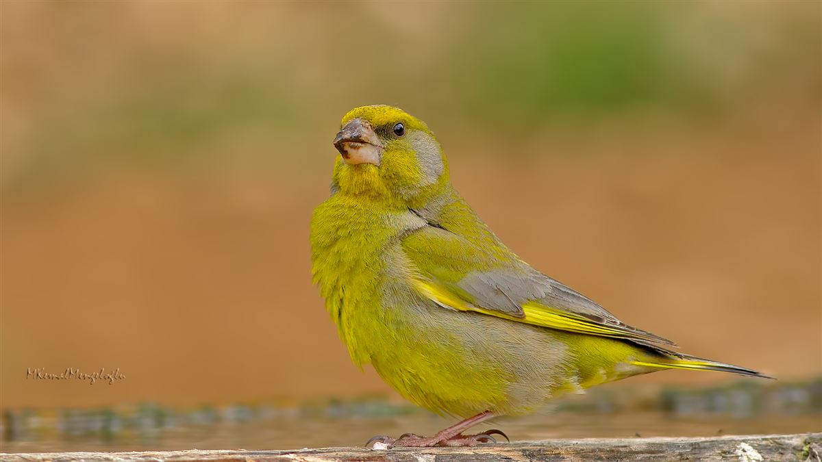 European Greenfinch
