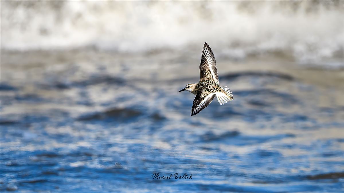 Sanderling