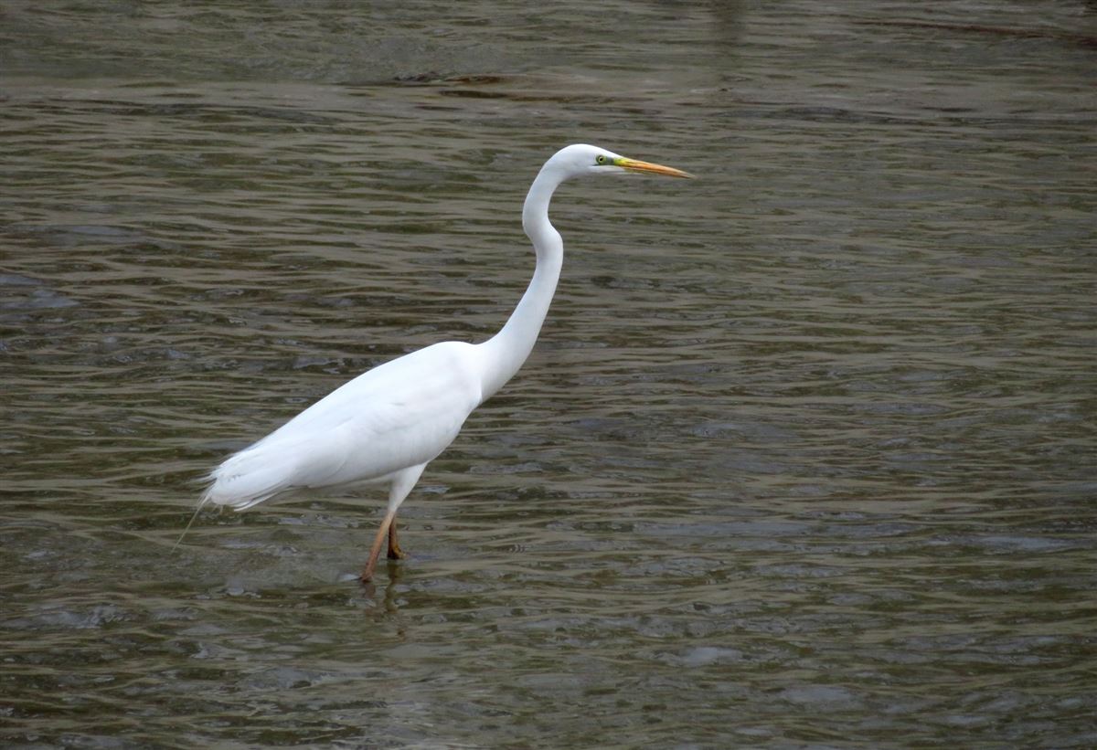 Great Egret